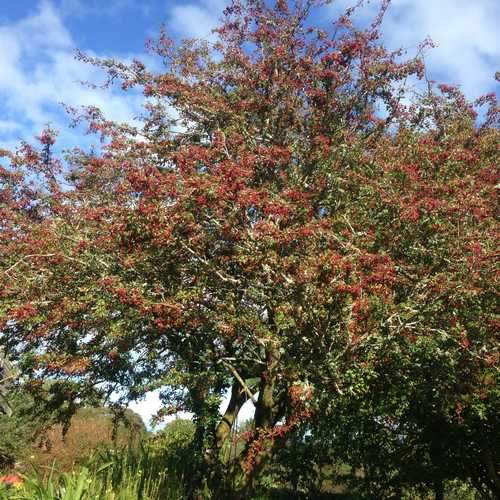 Crataegus monogyna - Future Forests