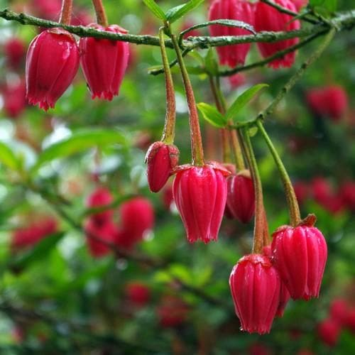 Crinodendron hookerianum - Future Forests