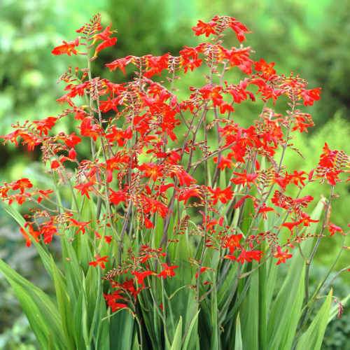 Crocosmia Emberglow