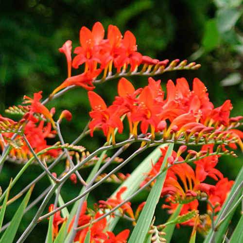 Crocosmia Emberglow