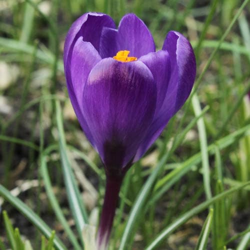 Crocus vernus Flower Record - Future Forests