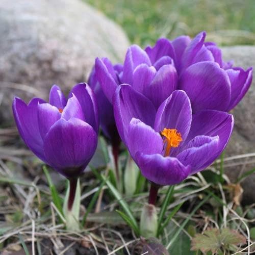 Crocus vernus Flower Record - Future Forests
