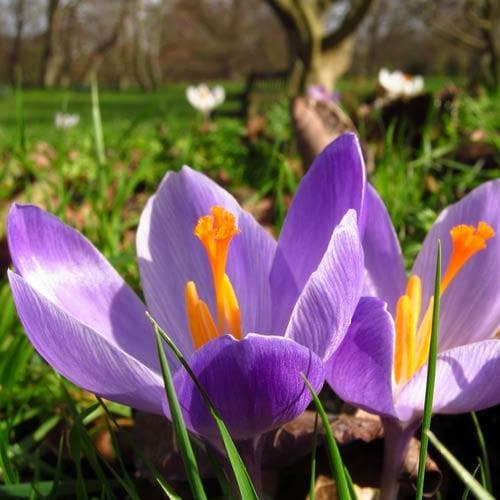Crocus vernus Flower Record - Future Forests