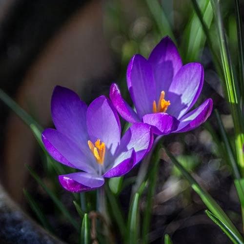 Crocus vernus Flower Record - Future Forests