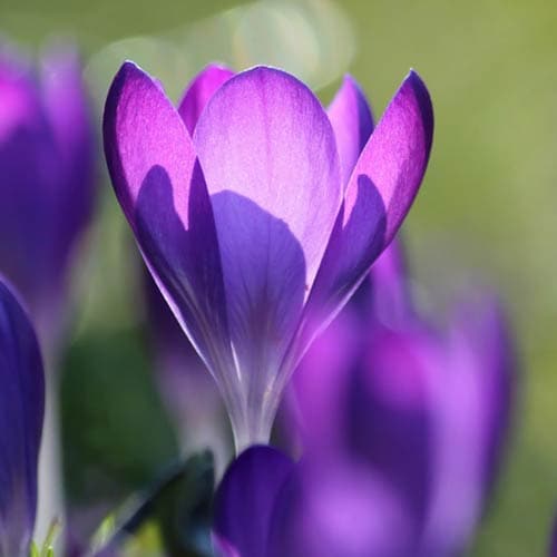Crocus vernus Flower Record - Future Forests