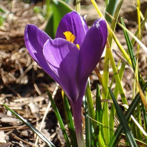 Crocus vernus Flower Record - Future Forests