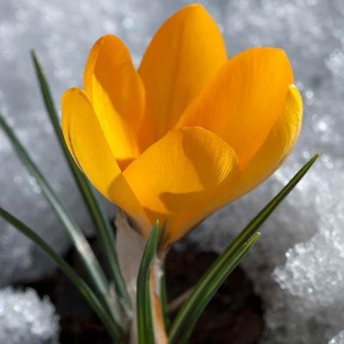 Crocus Large Flowering Yellow - Future Forests
