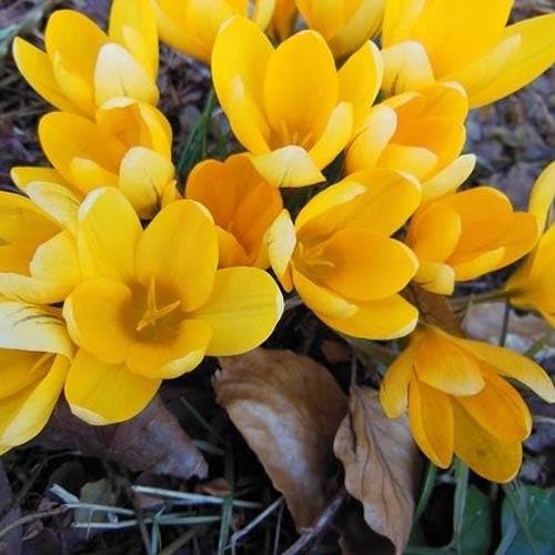 Crocus Large Flowering Yellow - Future Forests