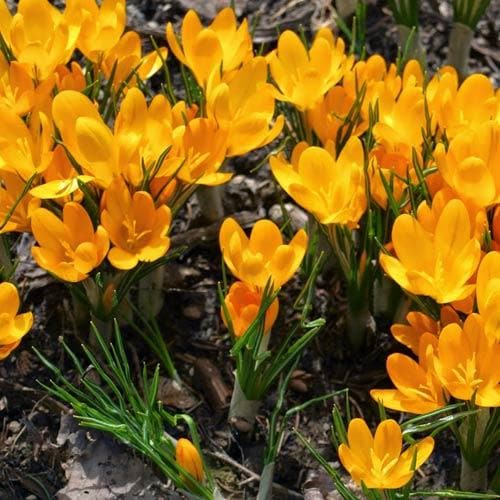 Crocus Large Flowering Yellow - Future Forests