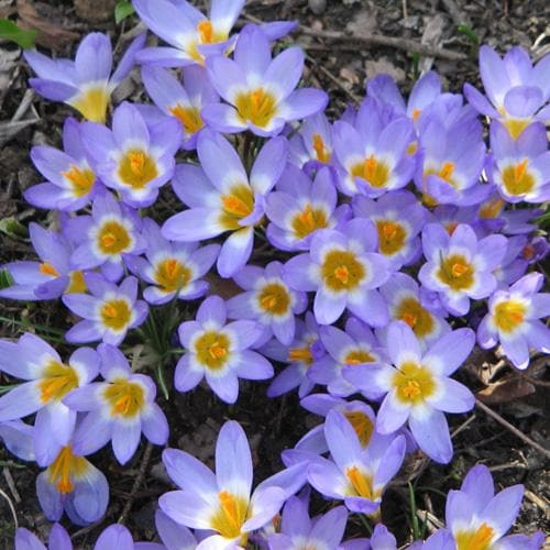 Crocus sieberi Tricolor - Future Forests