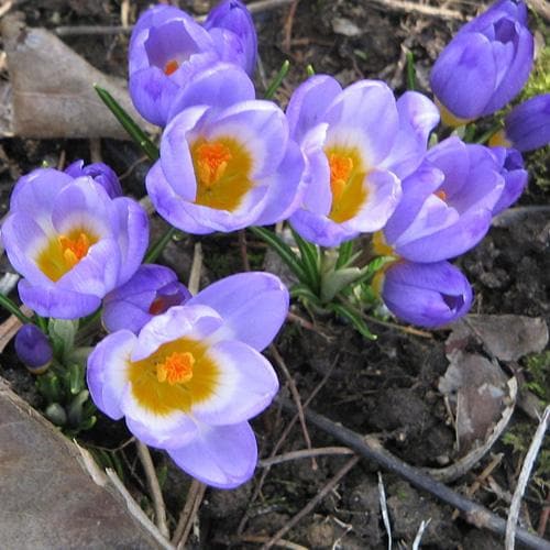 Crocus sieberi Tricolor - Future Forests