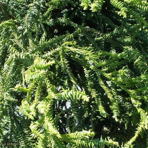 Cryptomeria japonica Rasen