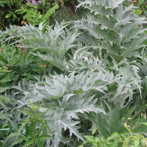 Cynara cardunculus - Cardoon
