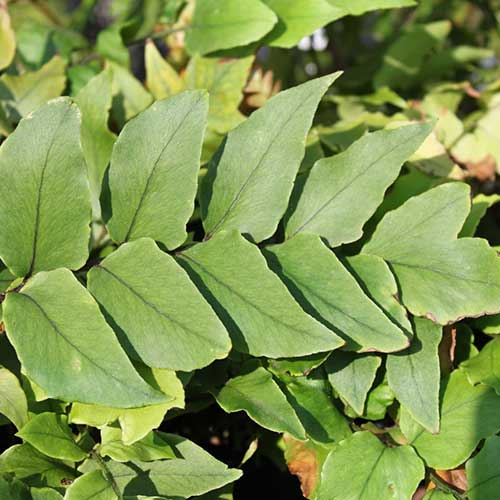 Cyrtomium fortunei var. Clivicola