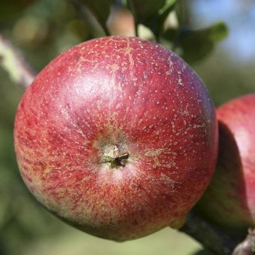 Apple Dabinett - Future Forests