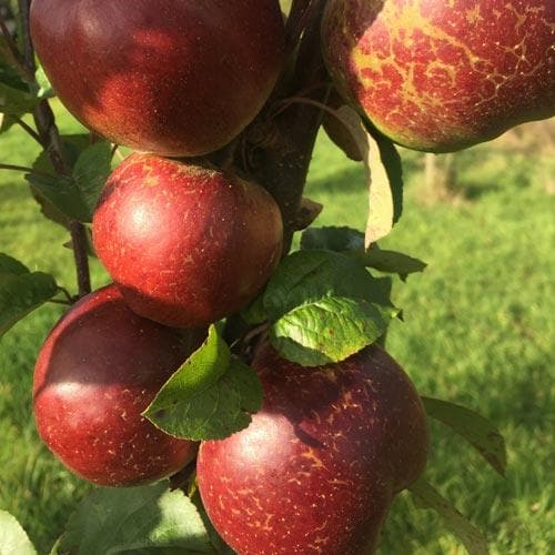 Apple Dabinett - Future Forests