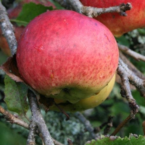 Apple Dabinett - Future Forests