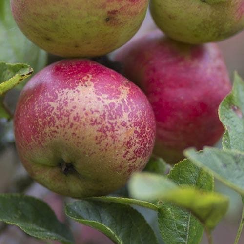Apple Dabinett - Future Forests