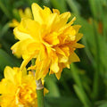 Daffodil (Narcissi) Tête Bouclé