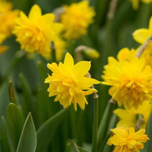 Daffodil (Narcissi) Tête Bouclé