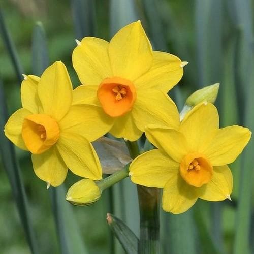 Daffodil (Narcissi) Grand Soleil d’Or