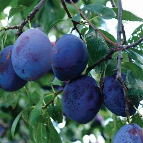 Damson Farleigh - Future Forests