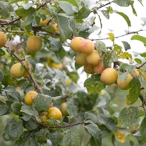 Damson Shepherds Bullace - Future Forests