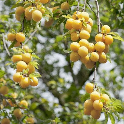 Damson Shepherds Bullace - Future Forests
