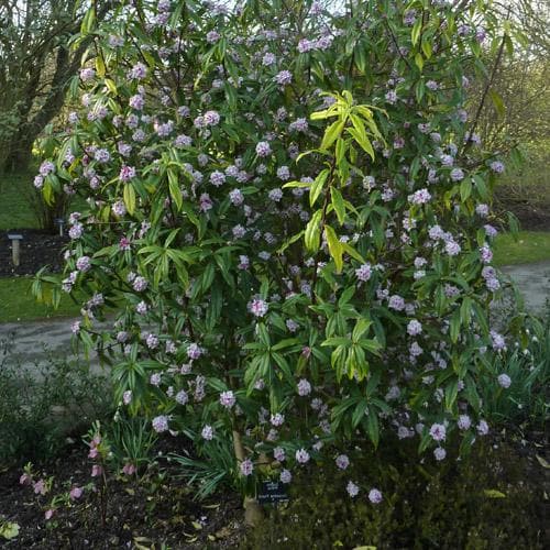 Daphne bholua Jacqueline Postill