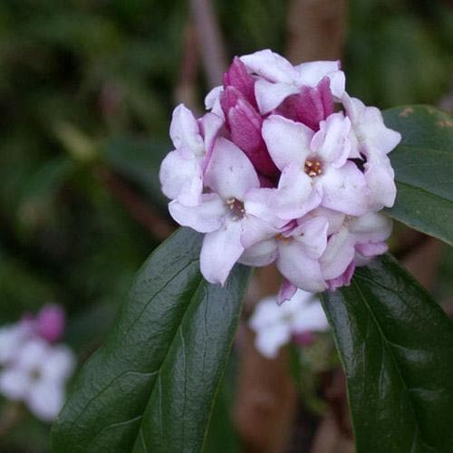 Daphne bholua Jacqueline Postill