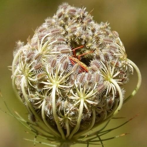 Daucus carota - Future Forests