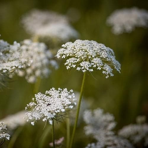 Daucus carota - Future Forests