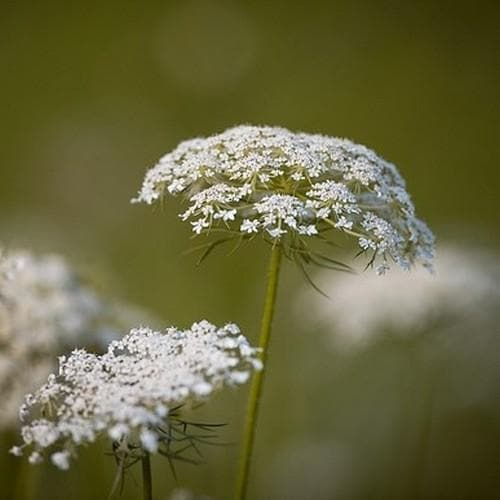 Daucus carota - Future Forests