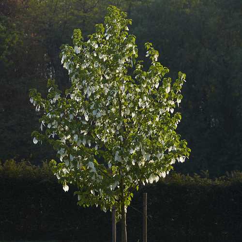 Davidia involucrata - Future Forests