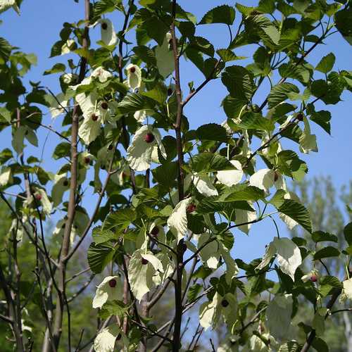 Davidia involucrata - Future Forests