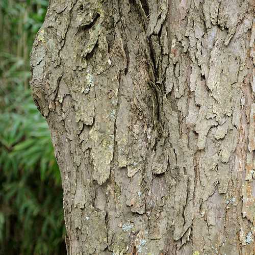 Davidia involucrata - Future Forests