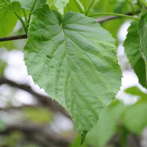 Davidia involucrata - Future Forests