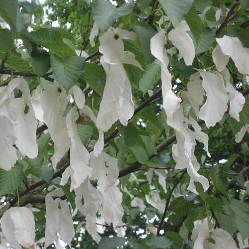 Davidia involucrata - Future Forests