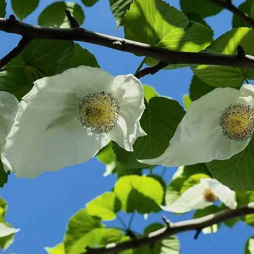 Davidia involucrata - Future Forests