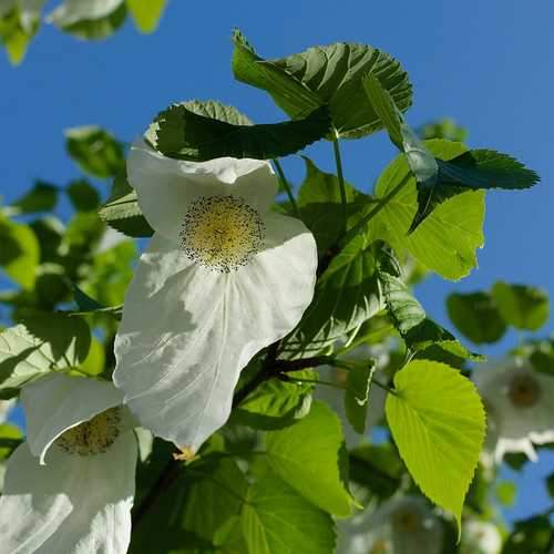 Davidia involucrata - Future Forests