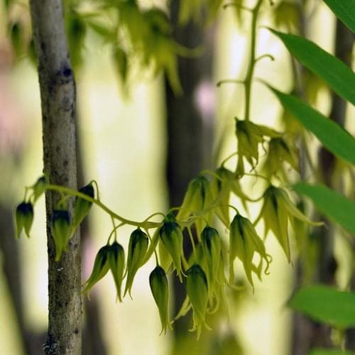 Decaisnea fargesii - Future Forests