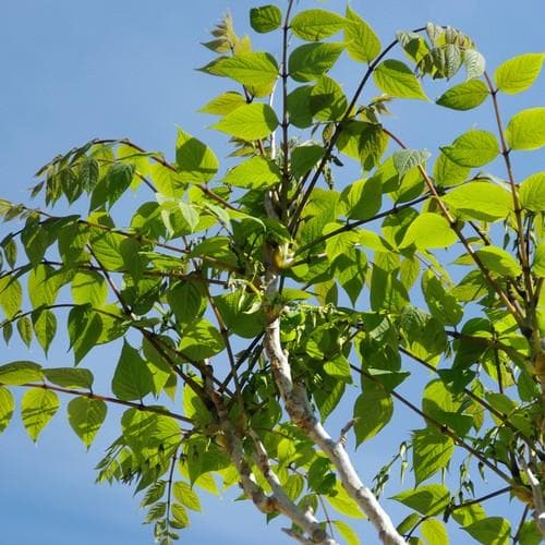 Decaisnea fargesii - Future Forests