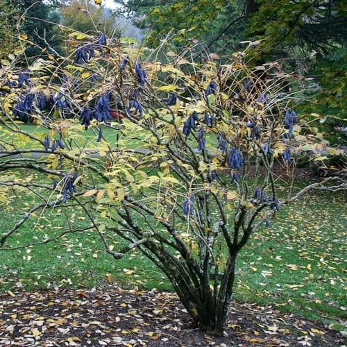 Decaisnea fargesii - Future Forests