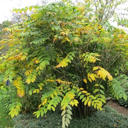 Decaisnea fargesii - Future Forests