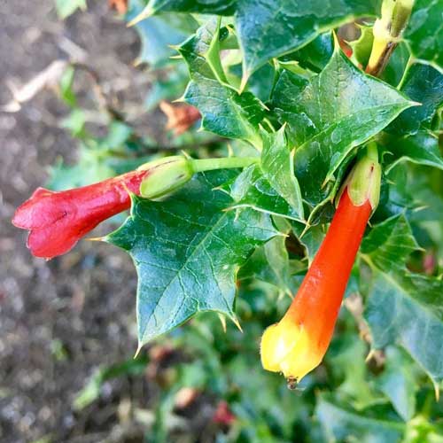 Desfontainia spinosa