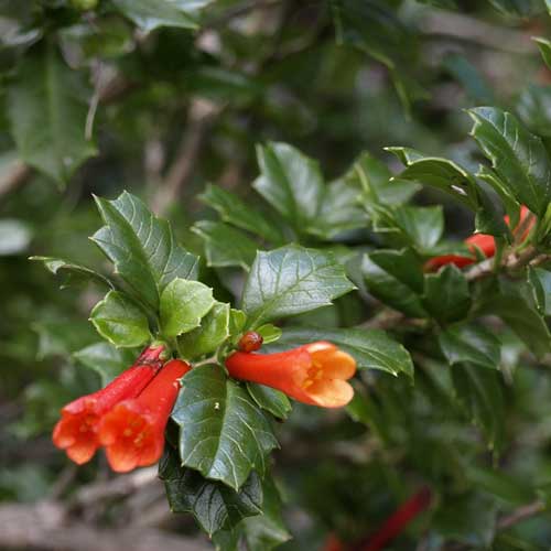 Desfontainia spinosa