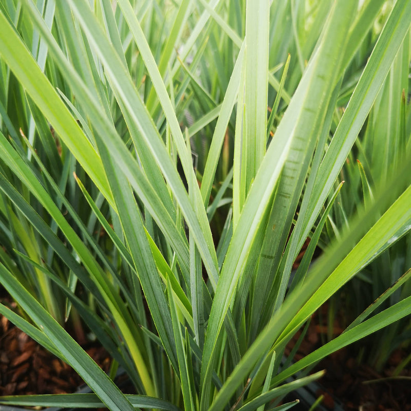 Dianella revoluta Coolvista