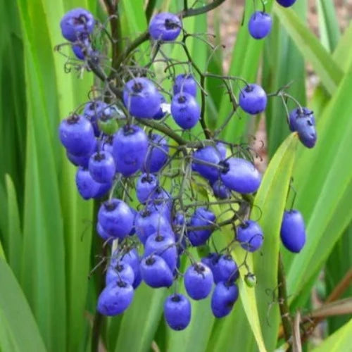 Dianella revoluta Coolvista
