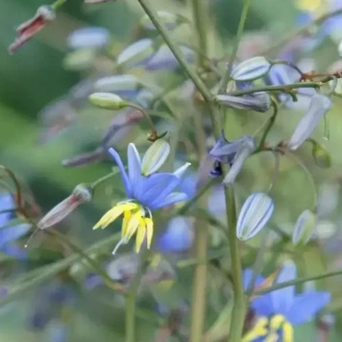 Dianella revoluta Coolvista