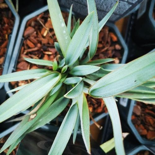 Dianella revoluta Blue Stream